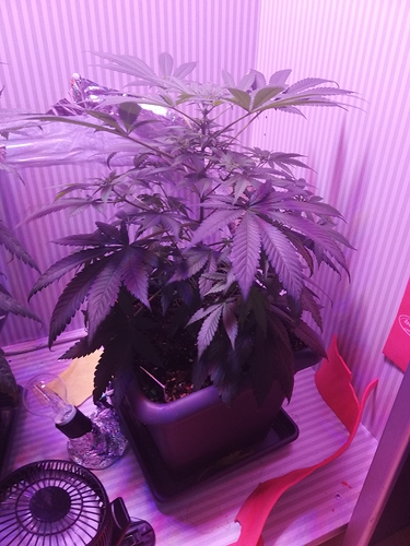 Growreport Bild 8