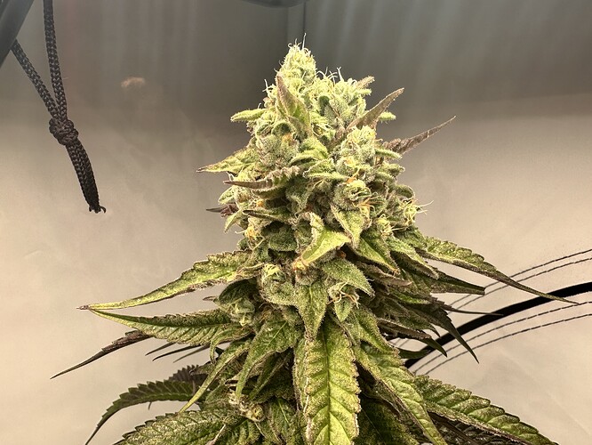 Growreport Bild 3