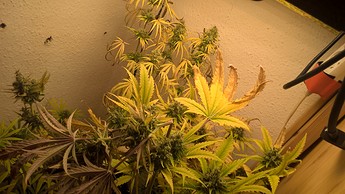Growreport Bild 4