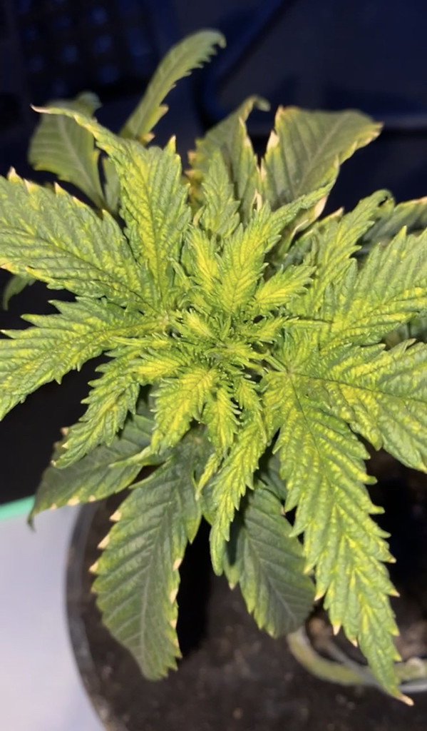 Blätter werden gelblich in der Mitte GrowProbleme Forum