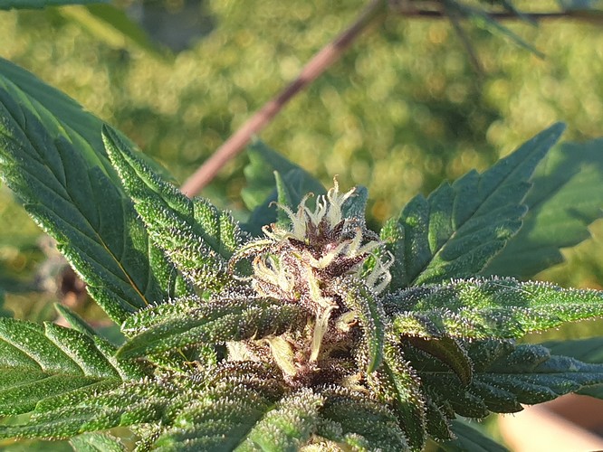 Growreport Bild 5