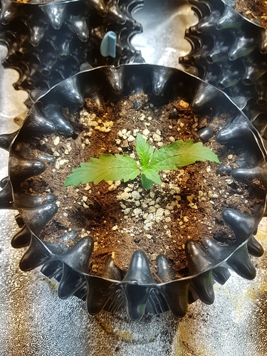 Growreport Bild 27