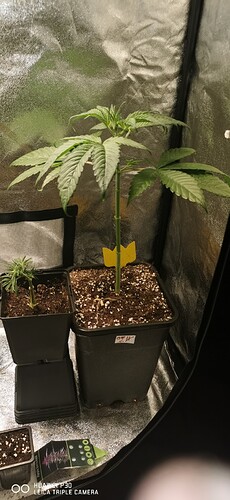 Growreport Bild 1