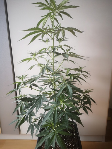 Growreport Bild 1