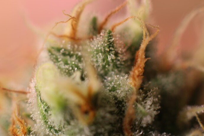 Growreport Bild 7