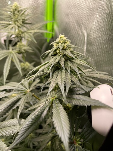 Growreport Bild 3
