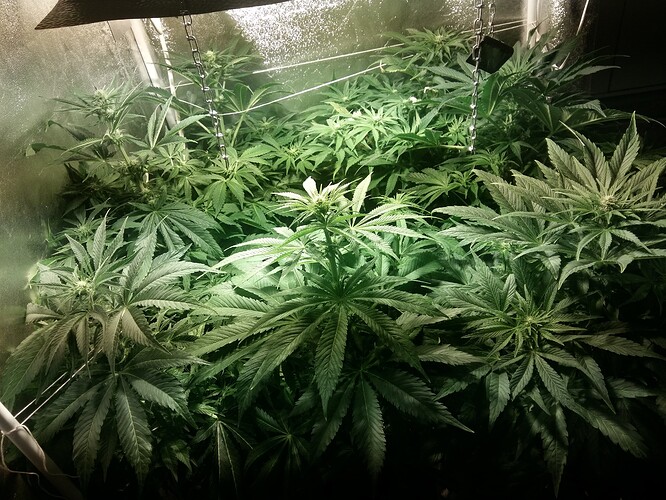 Growreport Bild 6