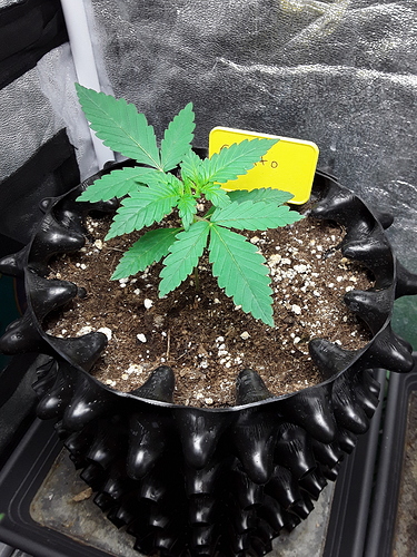 Growreport Bild 12