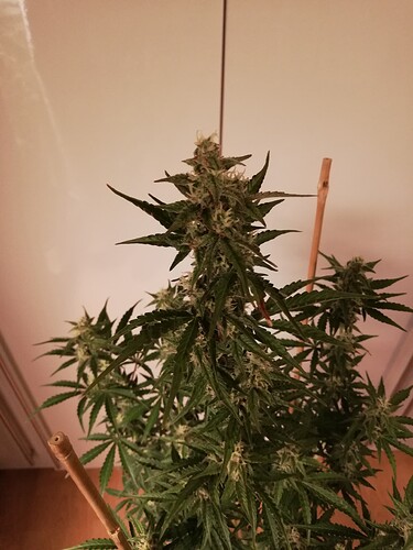 GG#3_231221-3