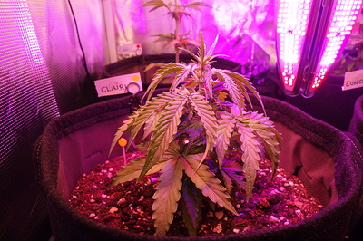 Eine junge Cannabispflanze in einem Vliesstofftopf unter einer LED-Wachstumslampe. Ein kleines Schild mit der Aufschrift "CLAIRY" steckt im Boden neben der Pflanze.