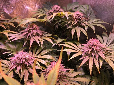 Growreport Bild 38