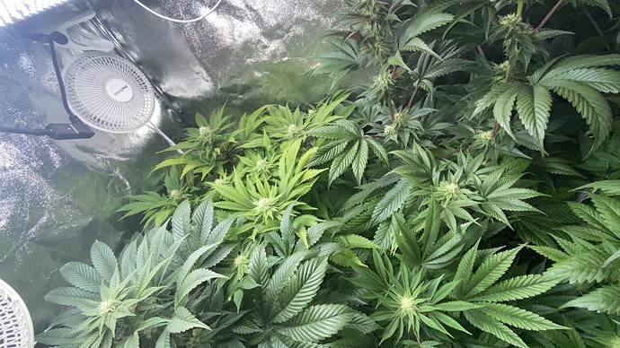Growreport Bild 4