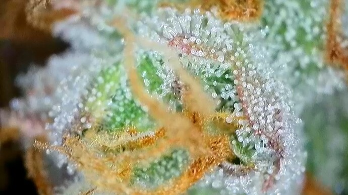 Growreport Bild 1