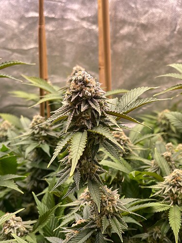 Growreport Bild 4