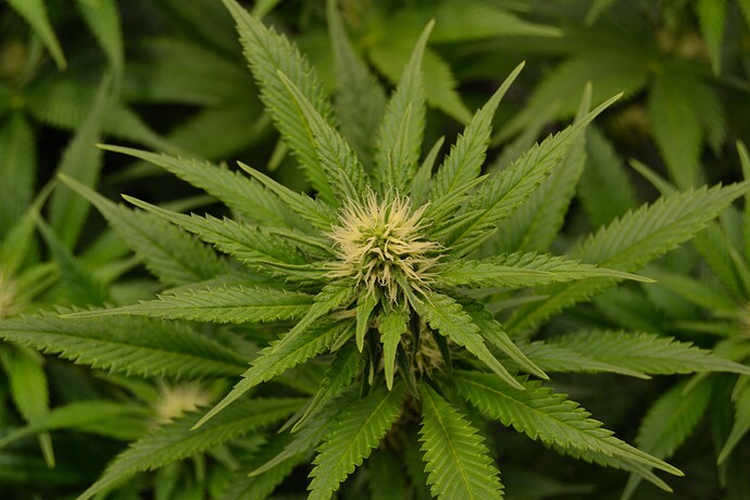 Growreport Bild 6