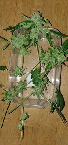 Growreport Bild 3