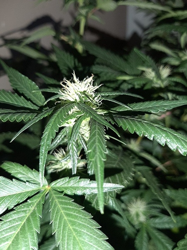 Growreport Bild 3