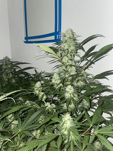 Growreport Bild 1