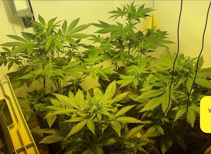 Growreport Bild 4