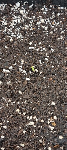 Growreport Bild 30