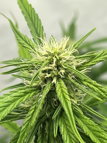 Growreport Bild 20