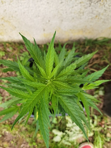 Growreport Bild 2