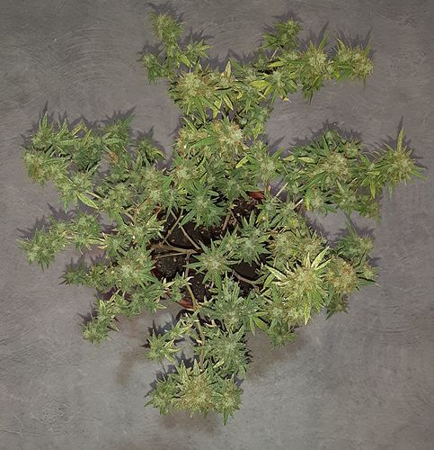 Growreport Bild 5