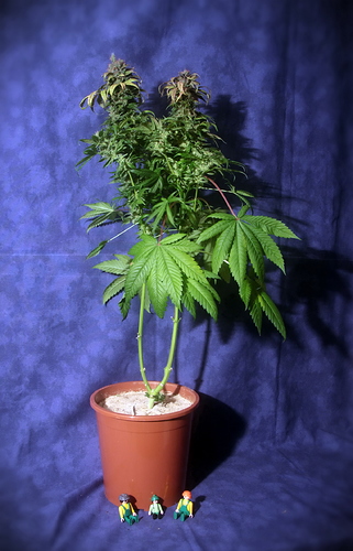 Growreport Bild 1