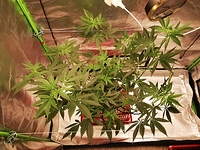 Growreport Bild 3