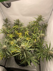 Growreport Bild 15