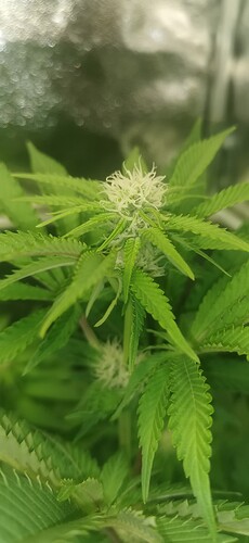 Growreport Bild 47