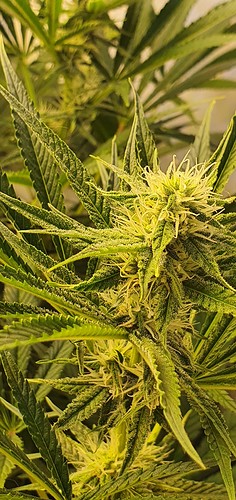 Growreport Bild 5