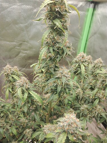 Growreport Bild 5