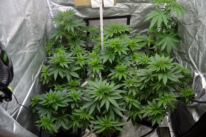 Growreport Bild 9
