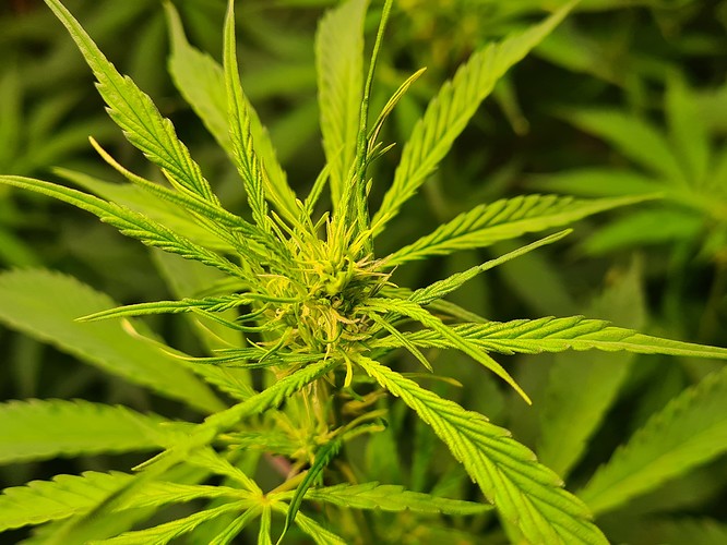 Growreport Bild 3
