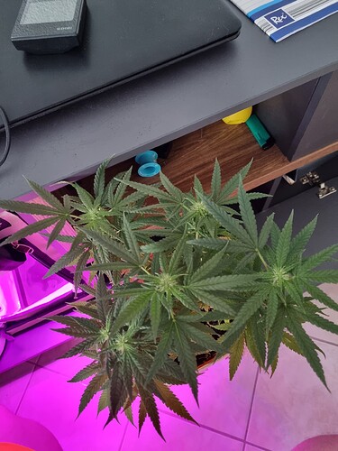 Growreport Bild 2