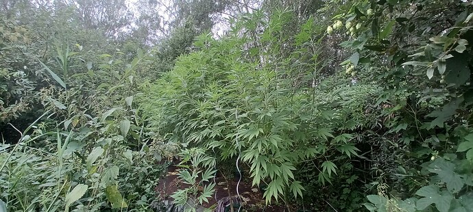 Growreport Bild 9