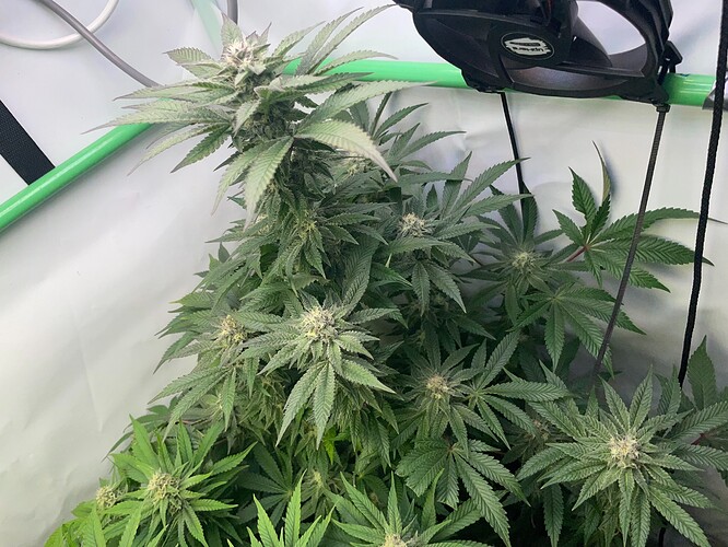 Growreport Bild 6