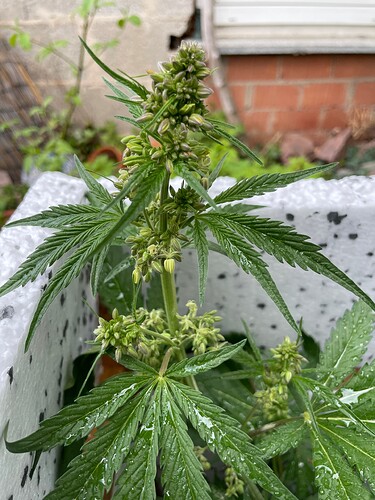 Growreport Bild 6