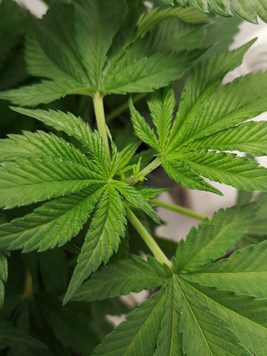 Growreport Bild 7