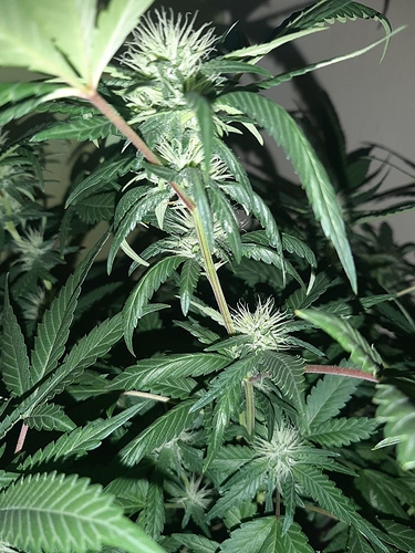Growreport Bild 3