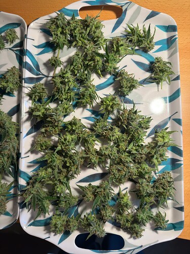 Growreport Bild 19