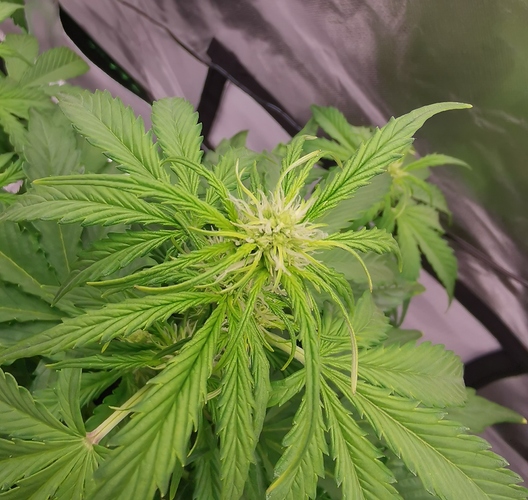 Growreport Bild 1
