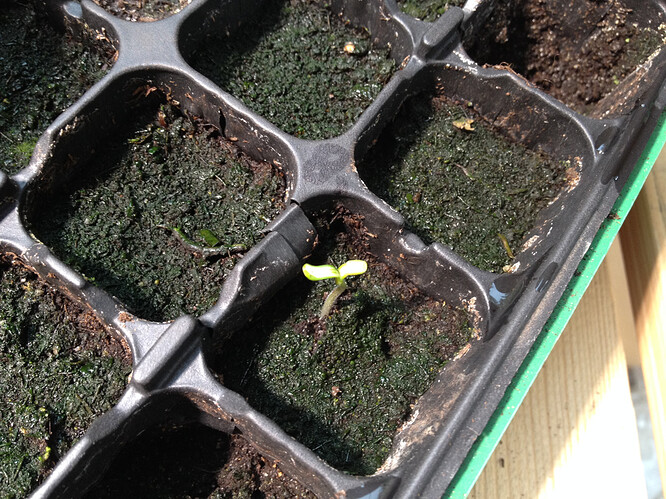 Growreport Bild 39