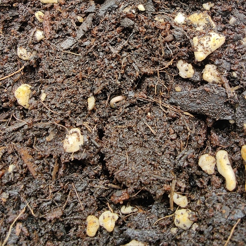 Growreport Bild 11
