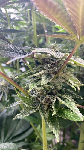 Growreport Bild 13