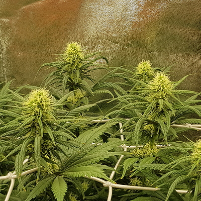 Growreport Bild 9