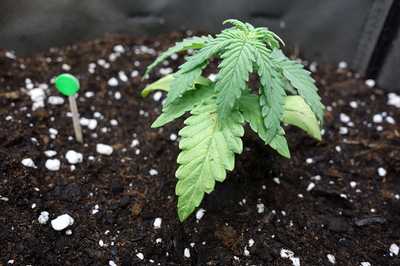 Ein junger Cannabissämling in einem Topf mit Erde, der eine leichte Gelbfärbung an den unteren Blättern aufweist. Ein kleiner grüner Markierungsstab ist links im Bild zu sehen.