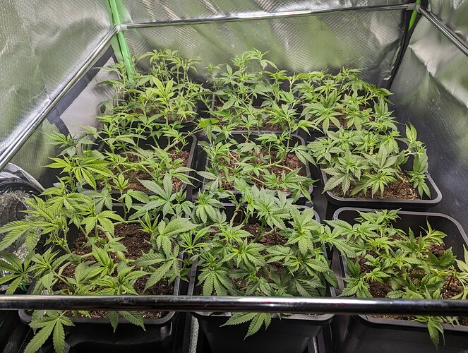 Growreport Bild 5