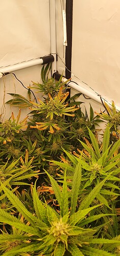 Growreport Bild 6